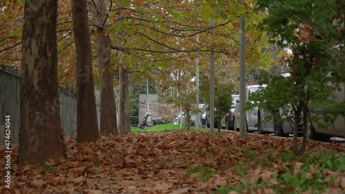 Wallpaper Mural Calm area with the leaves scattered on the ground. Greenery area with the leaves on the ground. Torontodigital.ca
