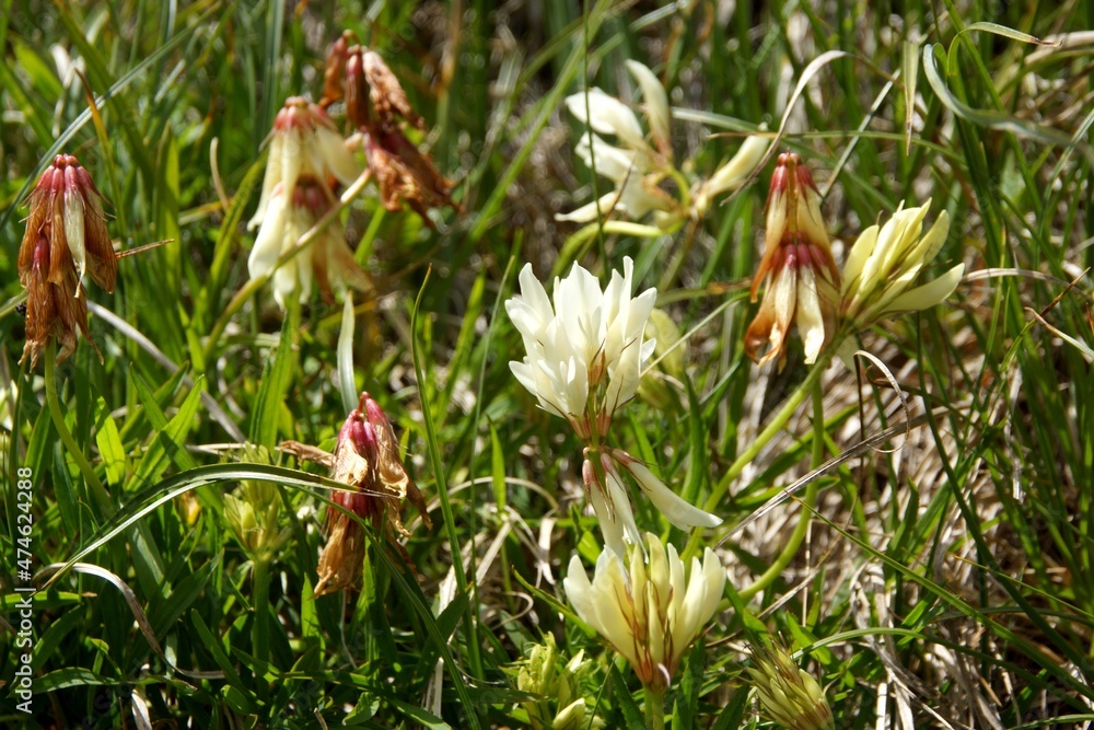 Wild mountain flowers of the Elbrus region on a green background. Wild mountain flowers of the Elbrus region on a green background.