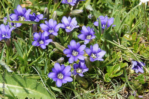 Wild mountain flowers of the Elbrus region on a green background.