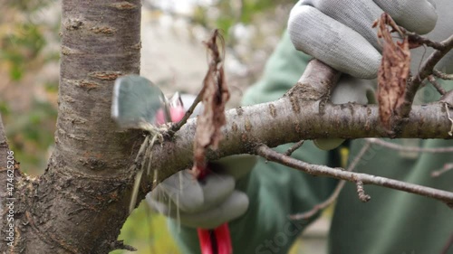 Pruning apricot tree in orchard. Man sawing off a branch of tree in apricot orchard. photo