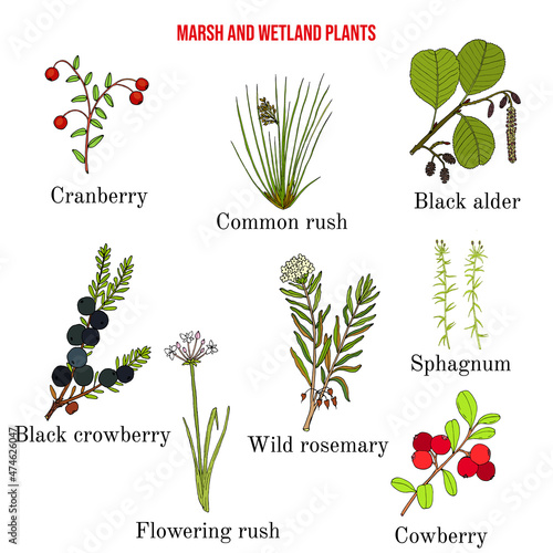 Marsh and wetland plants collection