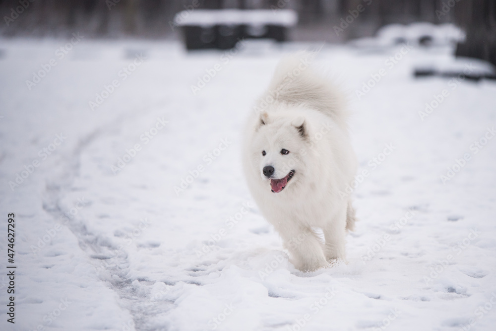 Samoyed white dog is running on snow outside Samoyed white dog is running on snow outside