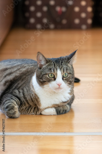 Domestic cat lying on the floor in apartment. Selective focus