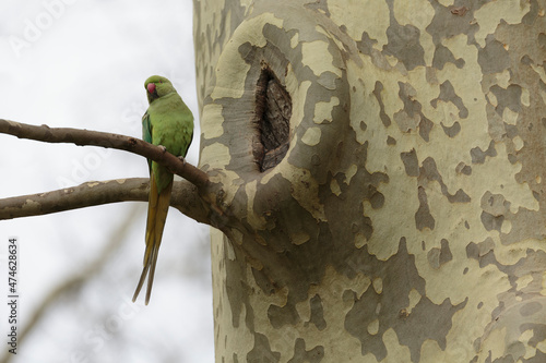 Feral population of the introduced species Psittacus krameria in France photo