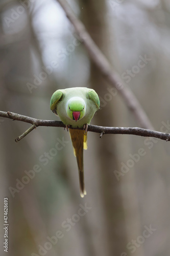 Feral population of the introduced species Psittacus krameria in France photo