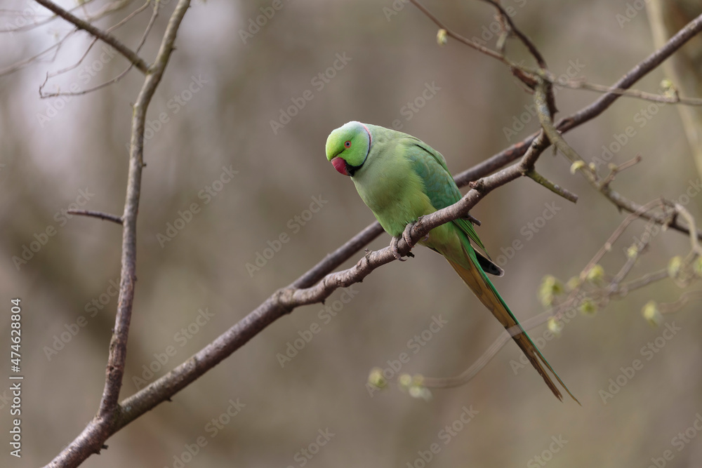 Feral population of the introduced species Psittacus krameria in France Feral population of the introduced species Psittacus krameria in France
