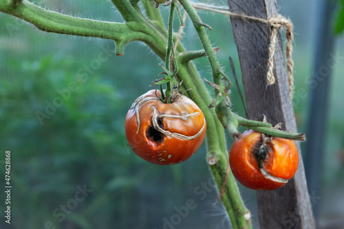 Tomato on branch affected by late blight or phytophthora. Selective focus. Diseases of nightshade plants photo
