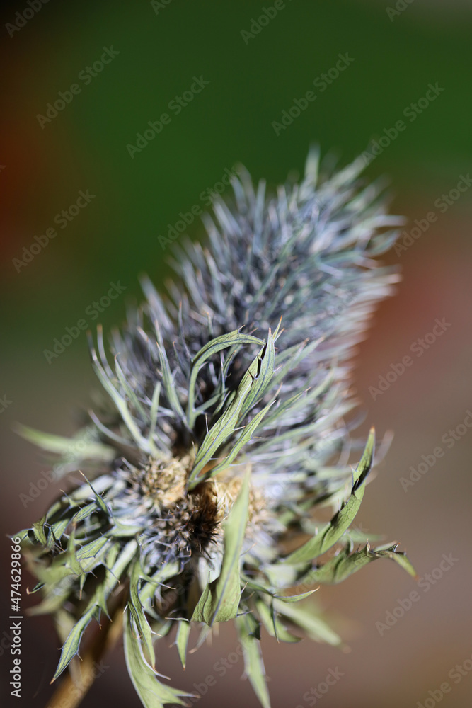 Wild dried flower close up eryngium alpinum family apiaceae background modern high quality prints Wild dried flower close up eryngium alpinum family apiaceae background modern high quality prints