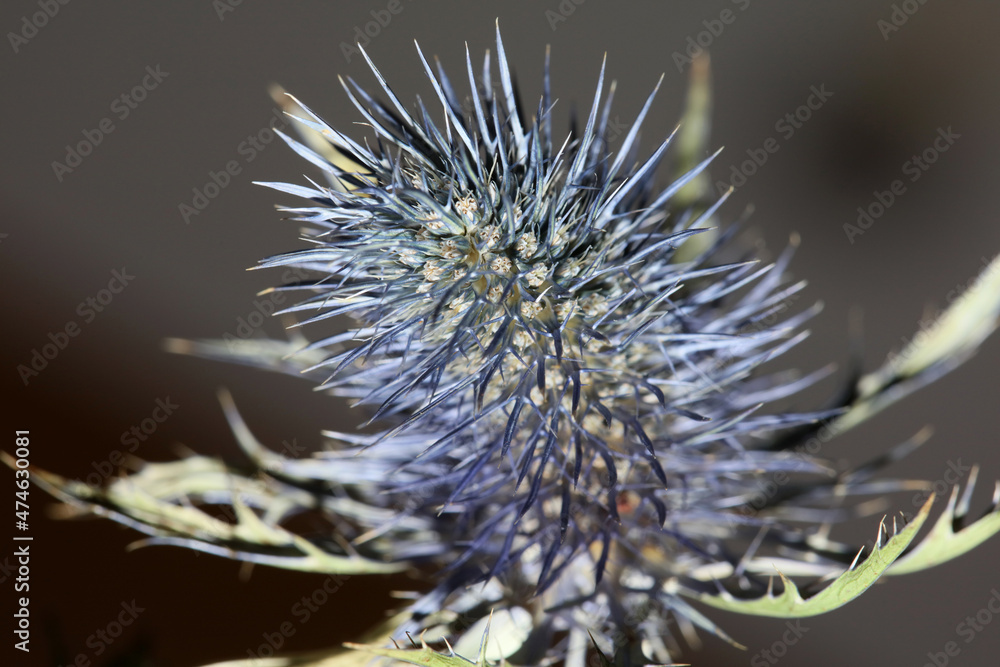 Wild dried flower close up eryngium alpinum family apiaceae background modern high quality prints
