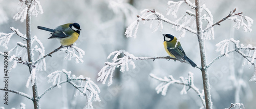 two beautiful tit birds are sitting on snow-covered branches in a winter park