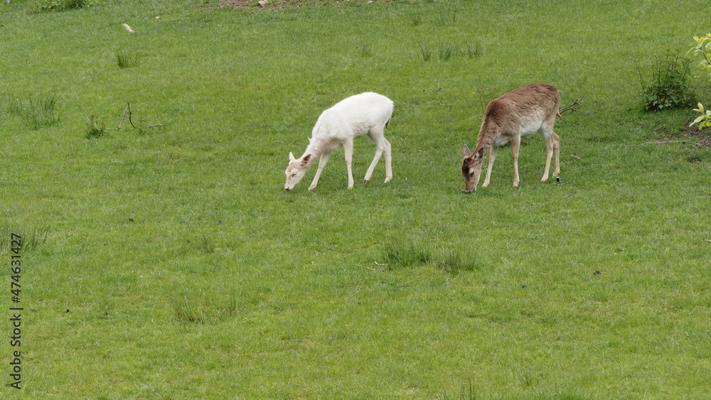 (Lama glama) Deux jeunes lamas à fourrure blanche et brune broutant l'herbe dans une prairie (Lama glama) Deux jeunes lamas à fourrure blanche et brune broutant l'herbe dans une prairie