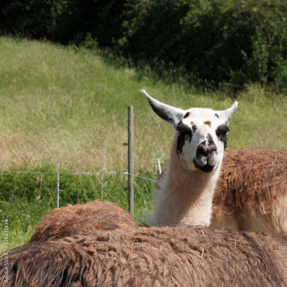 Lama glama | Lama ou lama blanc à fourrure, camélidé à fourrure brune longue et laineuse Lama glama | Lama ou lama blanc à fourrure, camélidé à fourrure brune longue et laineuse