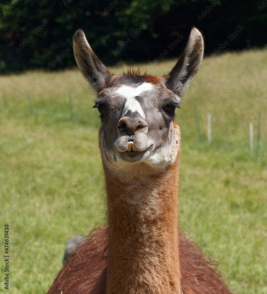 (Lama glama) Lama blanc.Tête vue de face avec ses longues oreilles, long cou et fourrure brune