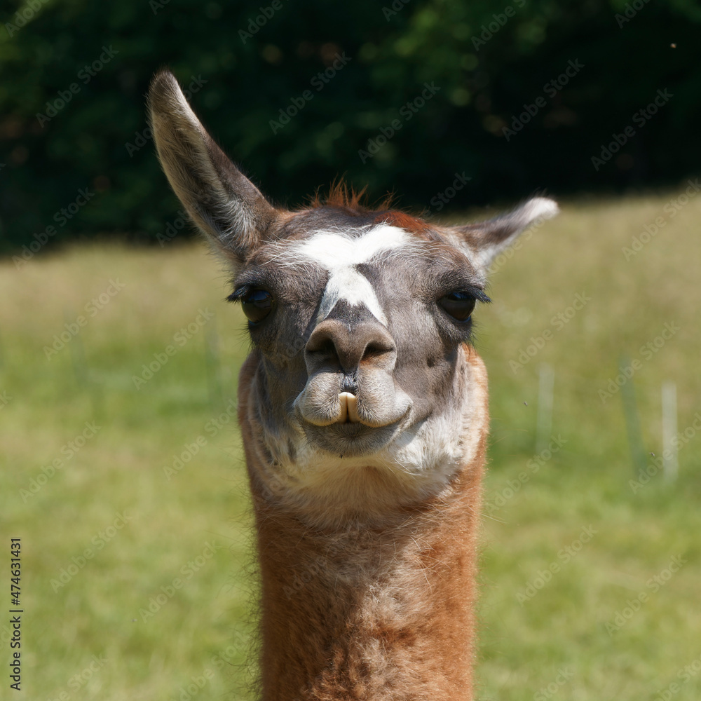 (Lama glama) Lama blanc.Tête vue de face avec ses longues oreilles