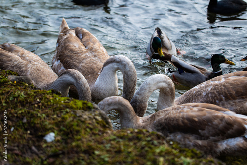 young swans with their heads under water