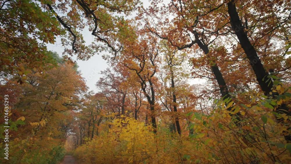 A walk in the autumn forest along the narrow trail between the slender trees. Bright foliage against the blue sky. A walk in the autumn forest along the narrow trail between the slender trees. Bright foliage against the blue sky.