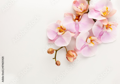 Pink orchid theme objects on pastel background.