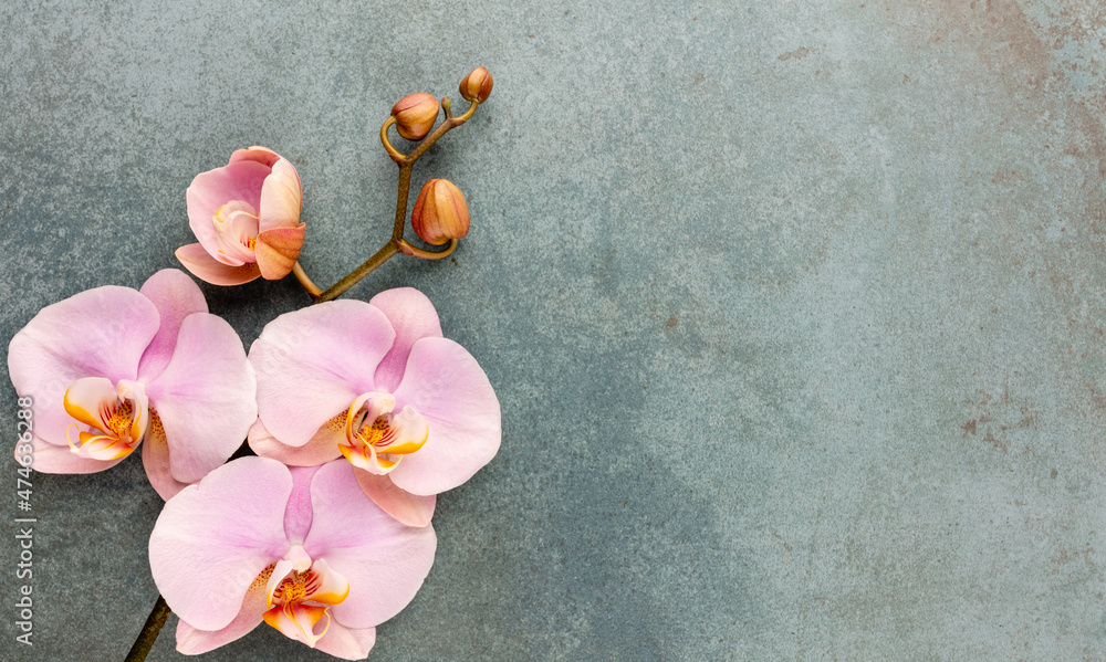 Pink spa orchid theme objects on pastel background. - obrazy, fototapety, plakaty 