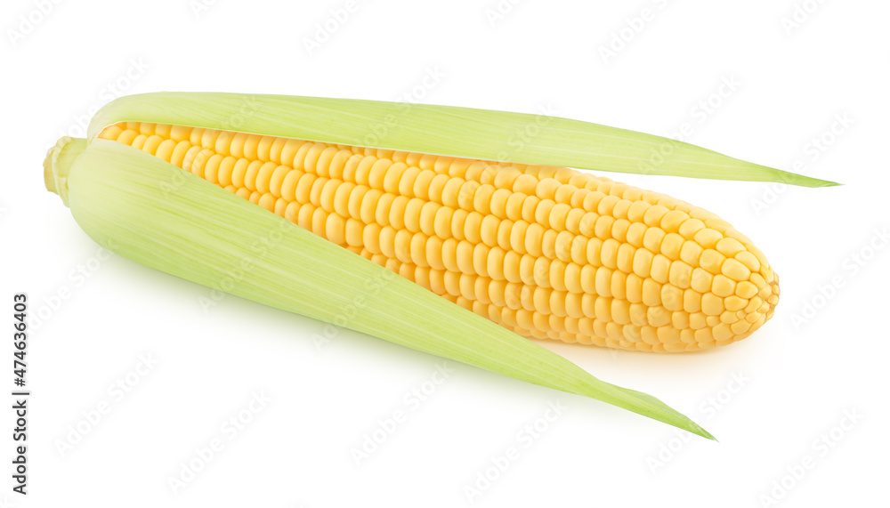 Fresh whole half peeled corn cob isolated on a white background. Fresh whole half peeled corn cob isolated on a white background.