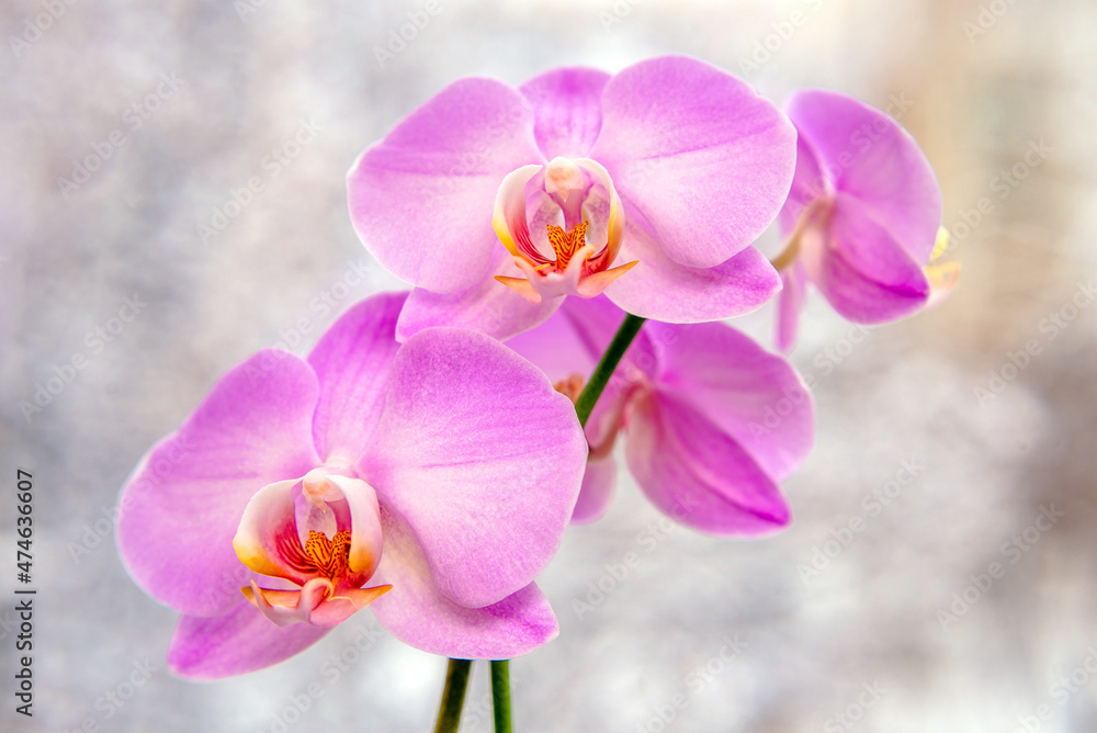 Purple orchid branch on white winter background
Purple orchid branch on white winter background