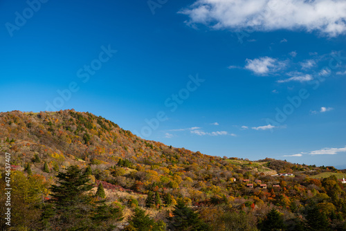 紅葉する山　茶臼山高原 © rai