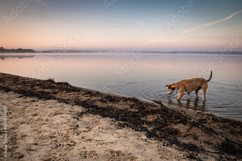 dog drinking water in lake in beautiful sunrise