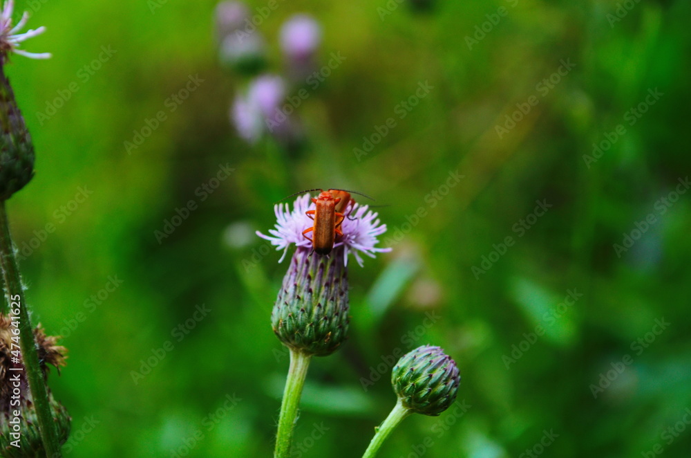 Cirsium arvense flowers with red bug on meadow, close up view Cirsium arvense flowers with red bug on meadow, close up view