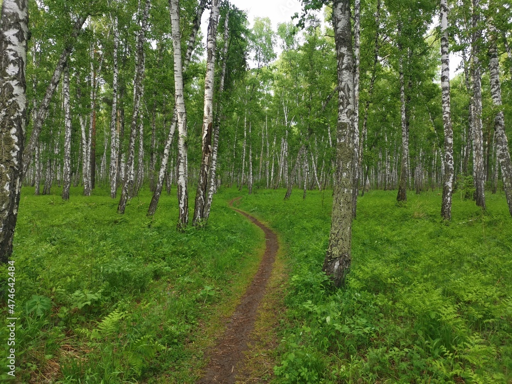Fototapeta premium footpath in the forest