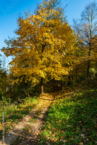 Pahway with colorul tree and clear sky photo