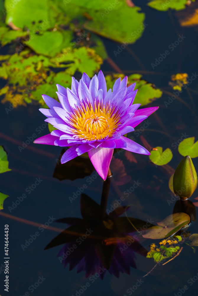 Lotus lilly flower Lotus lilly flower