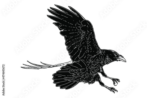 black bird flying vector illustration isolated on white background
