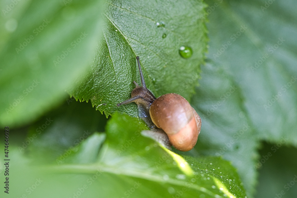 A snail crawling on a plant. Leisurely it crawls forward