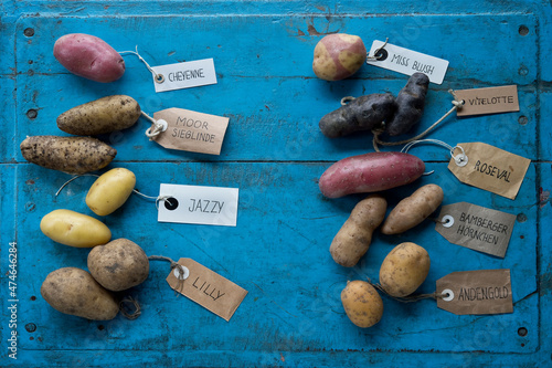 Studio shot of different variety of tagged potatoes lying on blue painted wooden surface photo