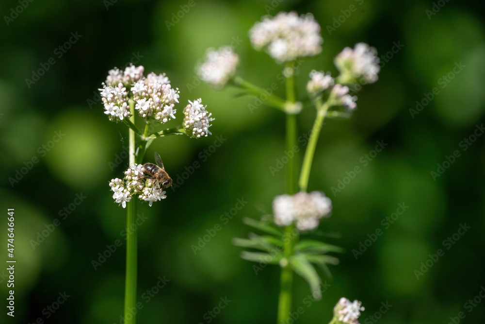 Honey bee collecting pollen from white flowers. Soft green background. Summer, wild flowers, calm, soothing Honey bee collecting pollen from white flowers. Soft green background. Summer, wild flowers, calm, soothing