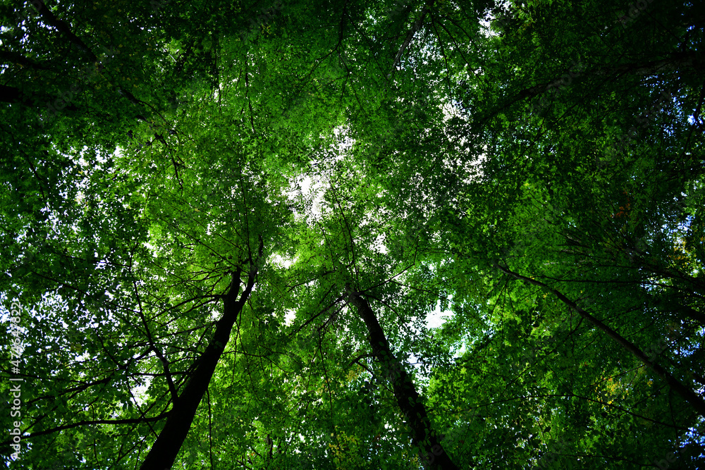 Obraz premium Canopy