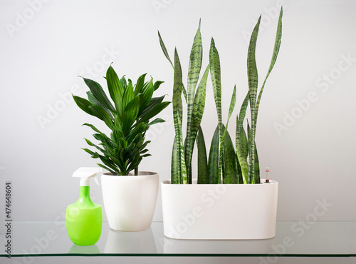 Houseplants in white pots on the table against the grey wall.