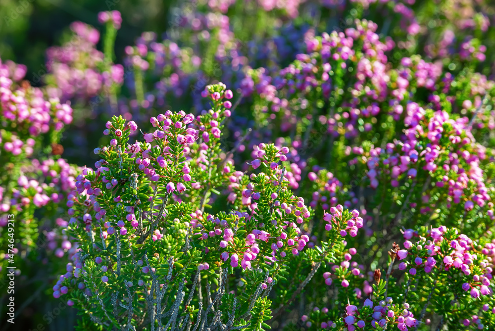 Obraz premium Blooming heather flowers