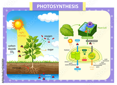 Diagram showing process of photosynthesis in plant