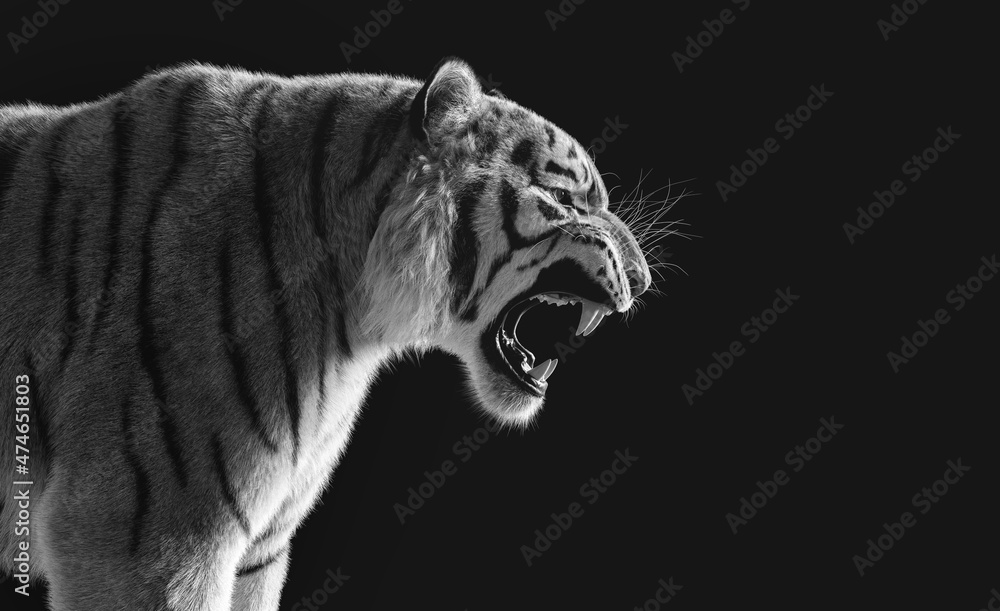 Obraz premium Tiger roar portrait black and white