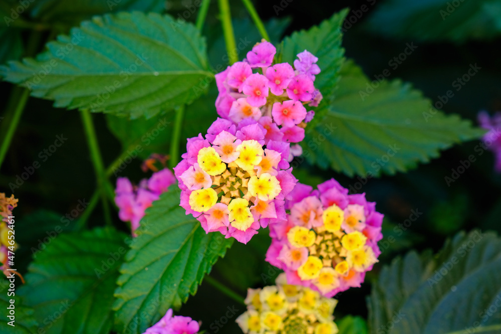 Lantana camara flower, close up. Lantana camara ( wild sage ). Lantana camara flower, close up. Lantana camara ( wild sage ).