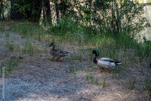 A bunch of Mallards at Idylwild, California photo