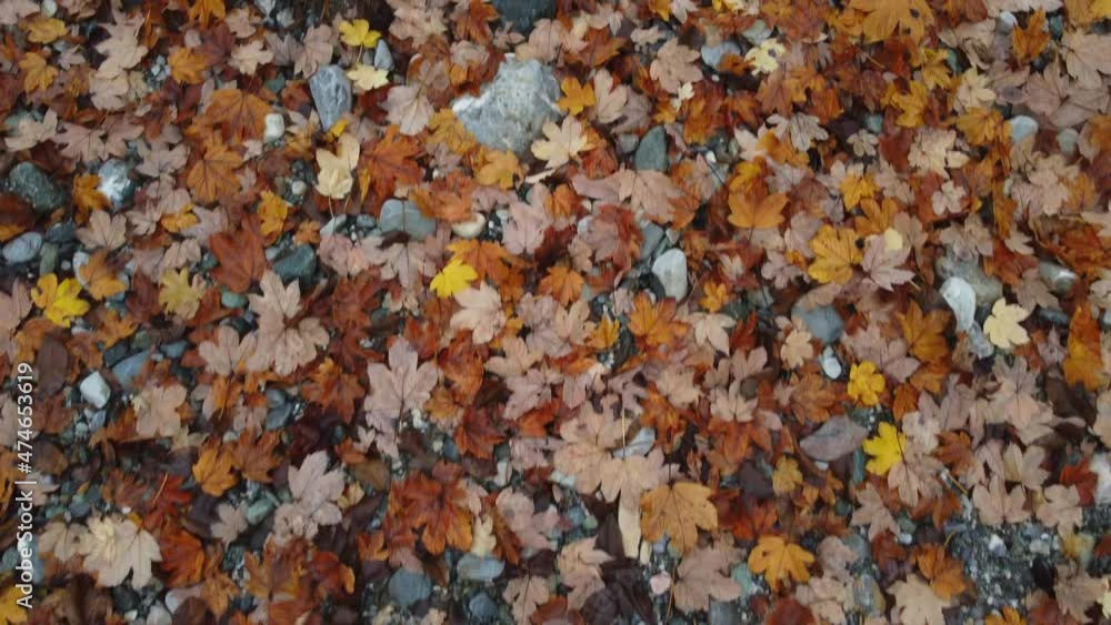 Autumn maple foliage, red and yellow leaves Autumn maple foliage, red and yellow leaves