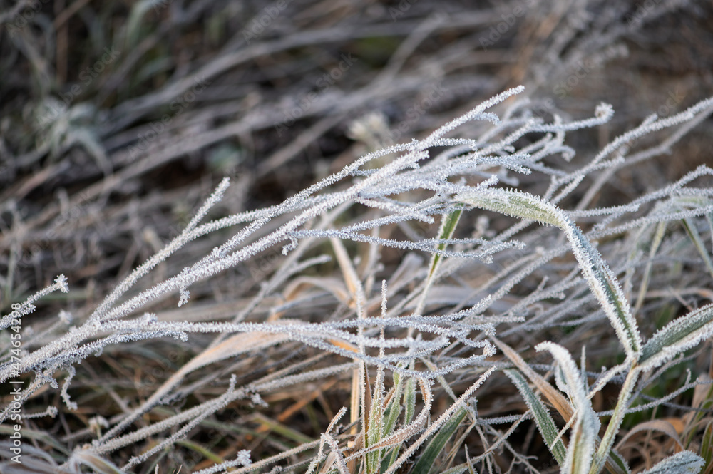 Top view of long stalks of grass covered with white frost. Top view of long stalks of grass covered with white frost.