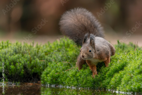  Beautiful Eurasian red squirrel (Sciurus vulgaris) in the forest of Noord Brabant in the Netherlands. Background with autumn colors. 