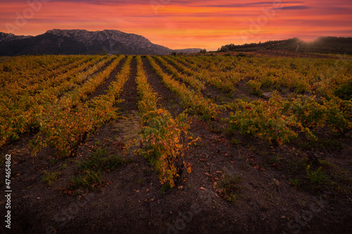 Vineyards of the AOC Maury region in the Aude photo