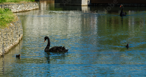 Canvas Print Beautiful black swan Cygnus Atratus swims in emerald water of pond called Big Lake with Swan Island