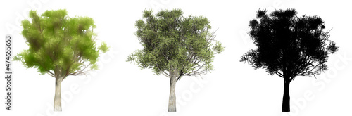 Set or collection of green trees  painted  natural and as a black silhouette on white background. Concept or conceptual 3d illustration for nature  ecology and conservation  strength  endurance