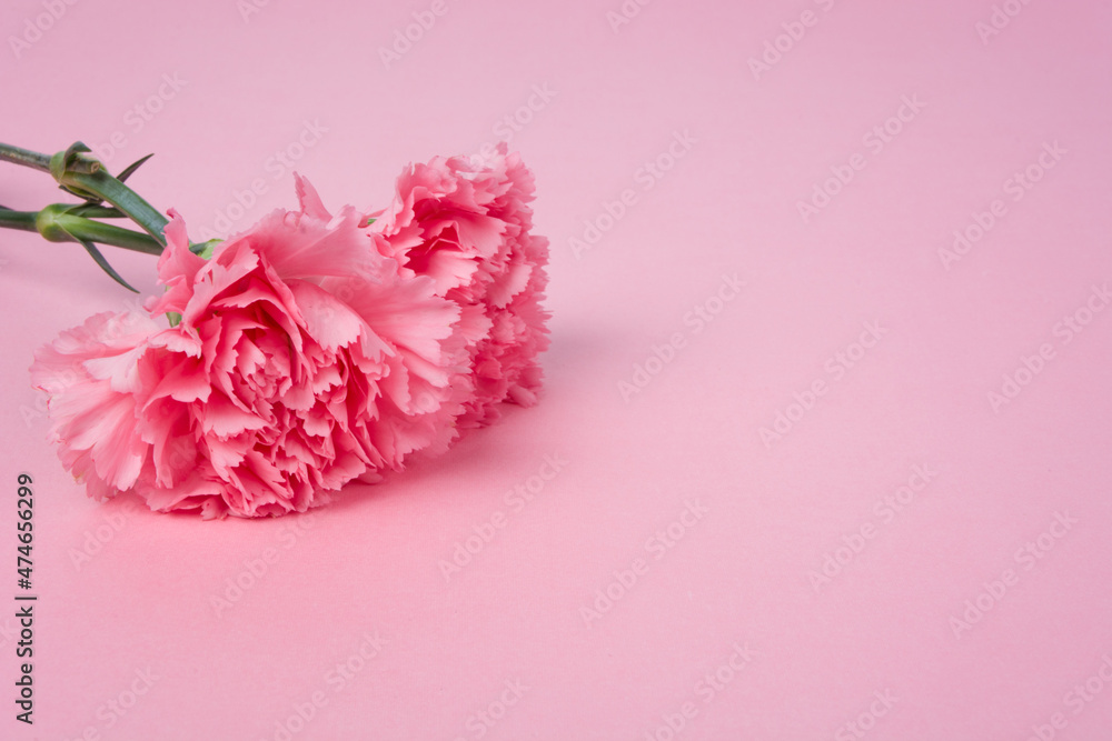 Two carnations on a pink background
