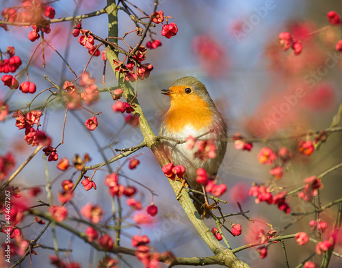 Chirping European robin, Erithacus rubecula, perched on a spindle tree Euonymus with pink fruits in autumn, Rhineland, Germany