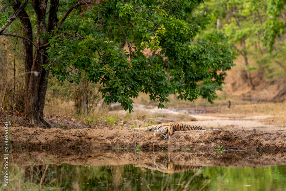 wild tiger or young subadult tigress with reflection in water and in natural scenic background at bandhavgarh national park or tiger reserve madhya pradesh india - panthera tigris tigris